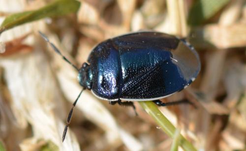 Réf. 302 237 : Canthophorus sp.